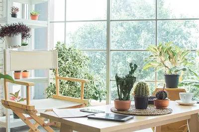 ノリアホーム 観葉植物