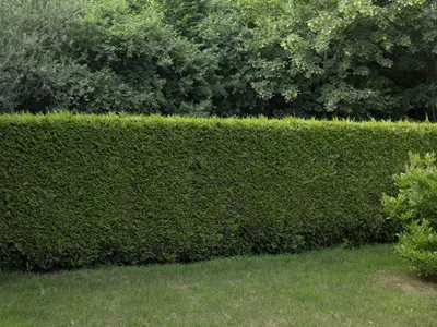 ノリアホーム　生垣