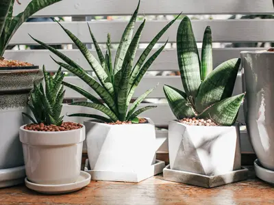 観葉植物をもっと美しく見せる　飾り方と土隠しの工夫