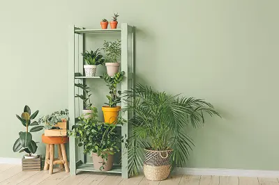 ノリアホーム　観葉植物