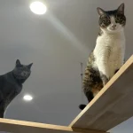 ノリアホームで作製したキャットウォークで楽しそうに遊ぶ猫たち