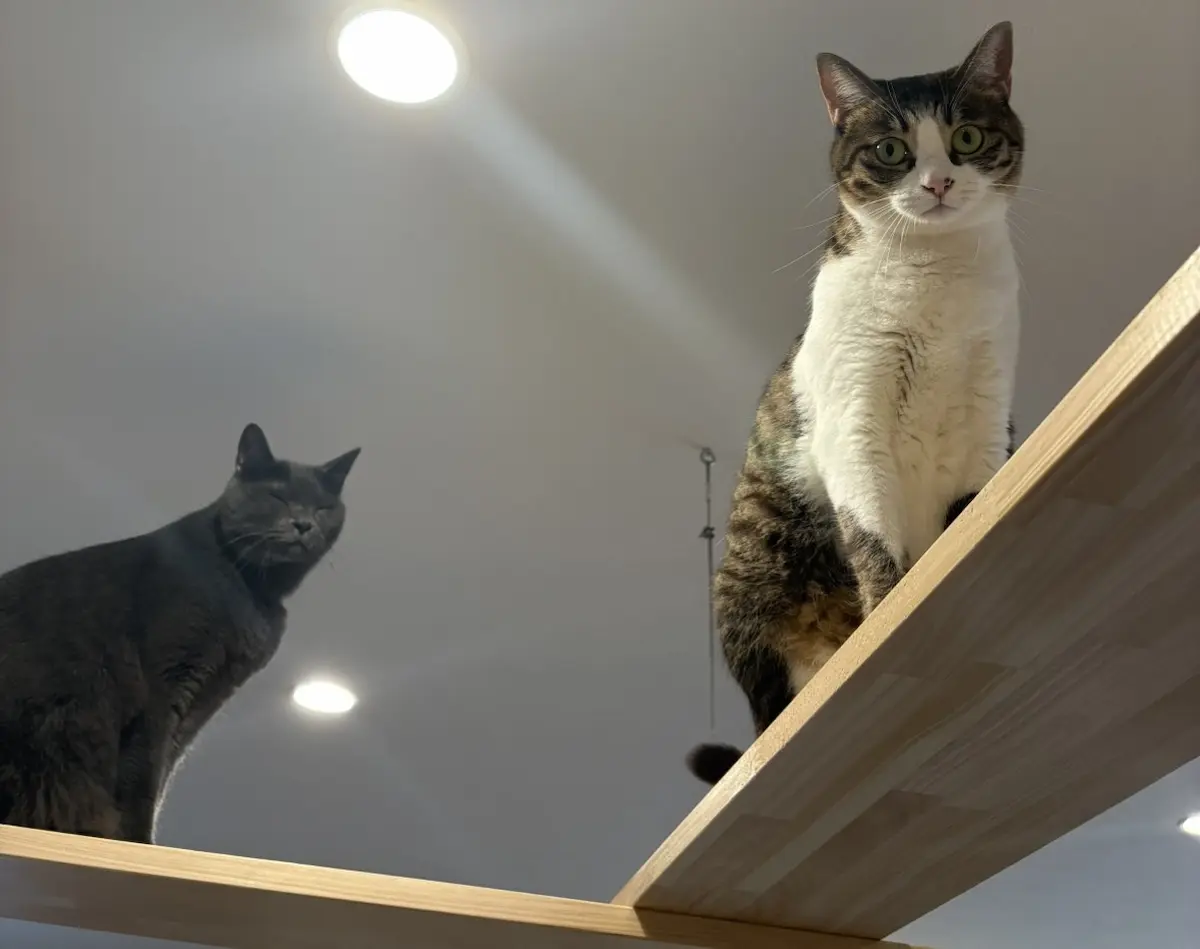ノリアホームで作製したキャットウォークで楽しそうに遊ぶ猫たち