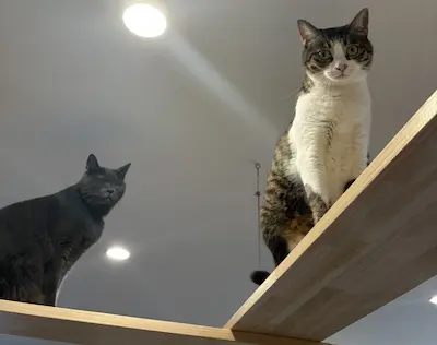 須坂市Y様邸　猫たちが大喜び！ペットと心地よく暮らすリノベーション【住んでからの様子】
